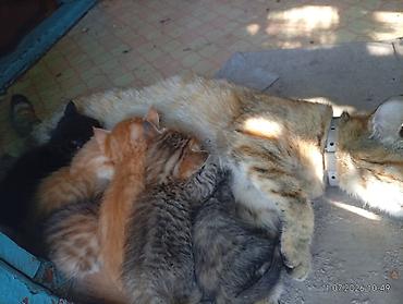 рыжий: Котята от домашней кошки - Окрас: рыжие (2), тигровые (2), чёрный (1) — 2