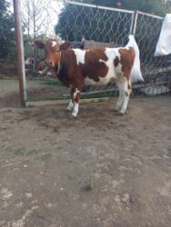 pulsuz pişik balaları 2021: Disi simmental Damazlig