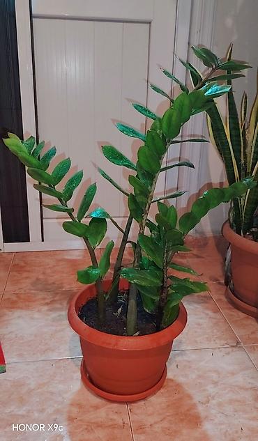 ev guleri: Zamiokulkas (ZZ Plant) – dekorativ ev bitkisi - Növ: Zamioculcas — 1