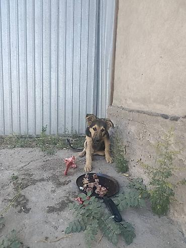овчарка щенок цена: Собака даром: Овчарка, 3 месяца, Самец — 3