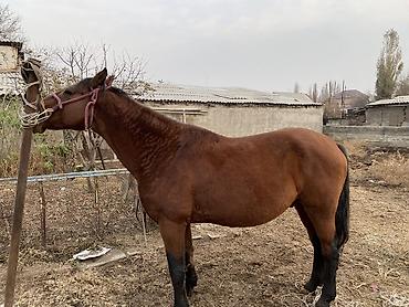 Другие животные: 4 асый . Рост 165 Казан улак жана жер улак бар. Ортонун аты Буттары — 5