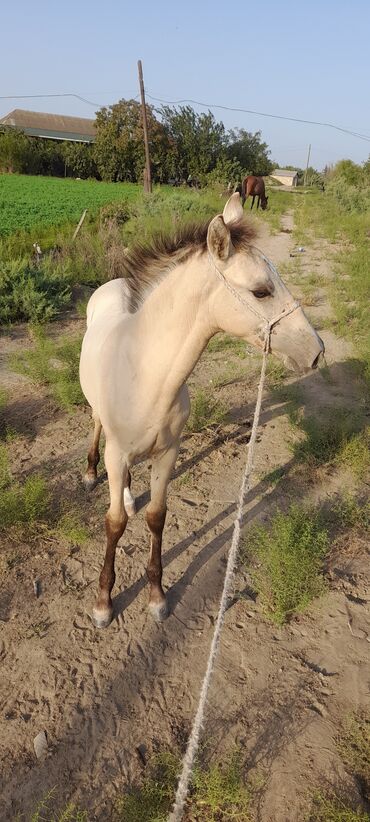 qarabağ atı satılır v Azərbaycan | Xalçalar: Gördüyünüz dayça satilir