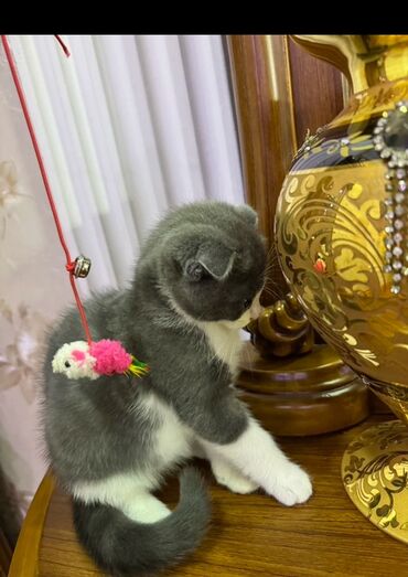 вислоухий котенок сколько стоит: Британская, Самец, В добрые руки, Платная доставка
