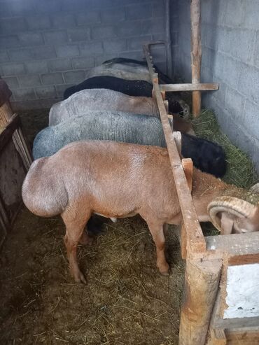 овцы гиссары: Продаю | Баран (самец) | Гиссарская