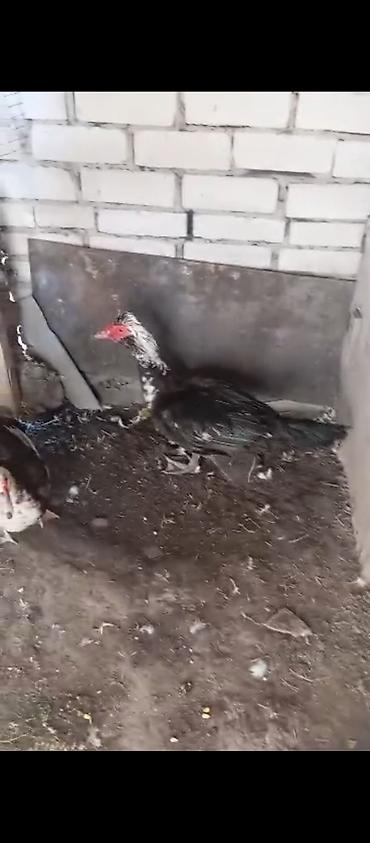 А/ч жаныбарлары үчүн тоюттар: За пару 1500 несётся — 2