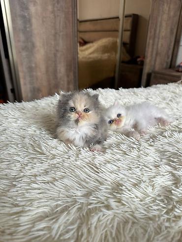 Pişiklər: Fars — 3