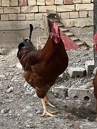 кошки бишкек купить: Продаю | Петух | Для разведения — 3