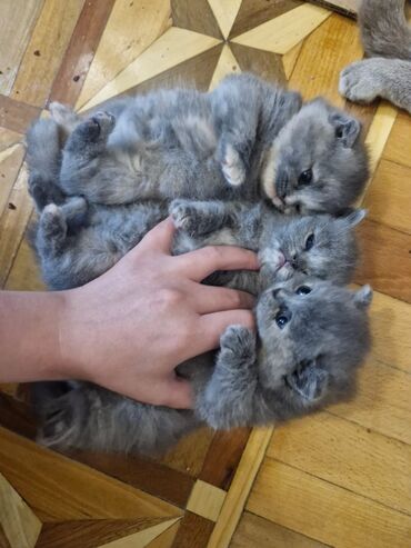 Pişiklər: Britan, Dişi, Yaxşı əllərə, Pulsuz çatdırılma — 17