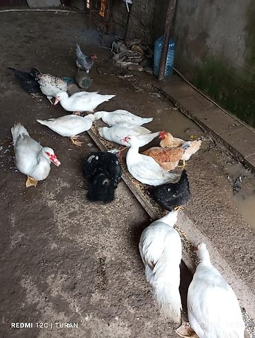 K/t heyvanları və malları: 5Dişi 4erkəy Tam sağlam Ördəklərdi Hamsi bir yerdə 180manat — 9