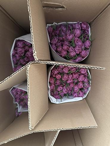 Букеты из живых цветов: Премиальные импортные тюльпаны Привозные тюльпаны лучшего качества — 5