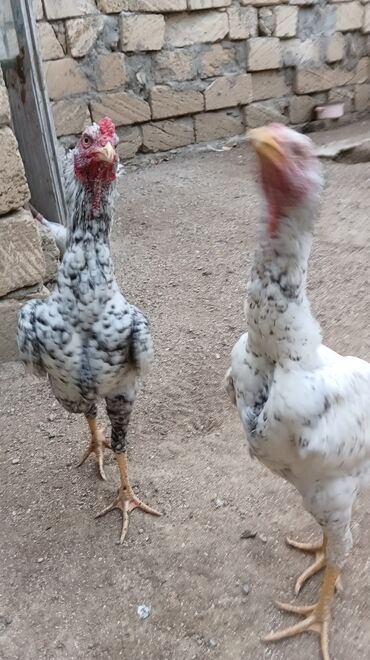 Toyuqlar: Toyuq, Damazlıq, Ünvandan götürmə — 2