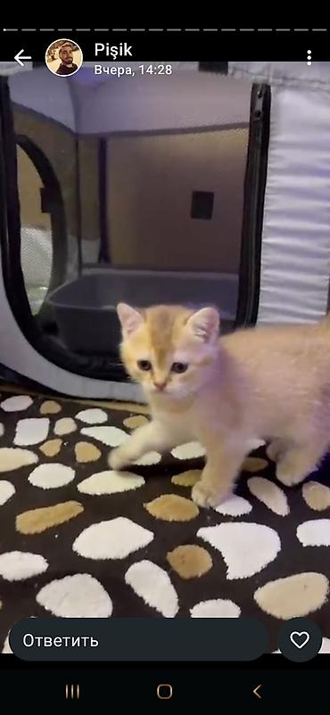 Pişiklər: Şotland, Erkək, Dişi, Yaxşı əllərə, Ünvandan götürmə, Pulsuz çatdırılma, Ödənişli çatdırılma — 27