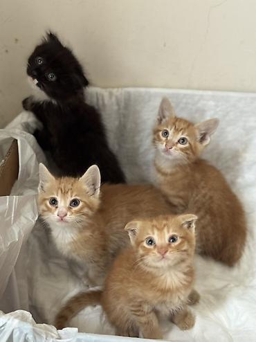 Pişiklər: Tabbi, Erkək, Dişi, Yaxşı əllərə — 8