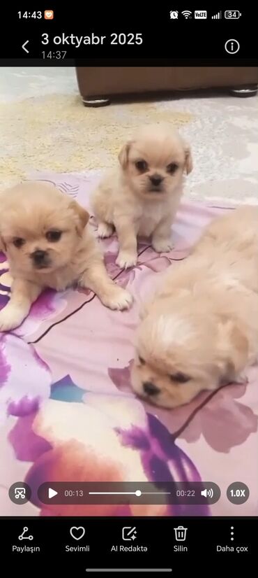 i̇t yuvasi: Pekines, 1 ay, Erkek, Ünvandan götürmə