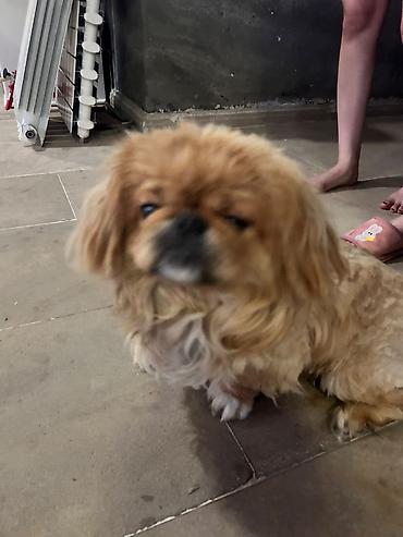 Pekines