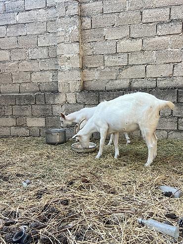 keci satan: Dişi, il: 1, 30 kq, Südlük, Ünvandan götürmə — 3