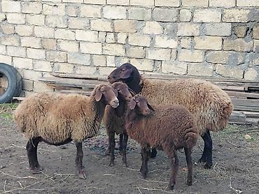 keci disi: Dişi, il: 3, Damazlıq, Ünvandan götürmə — 3