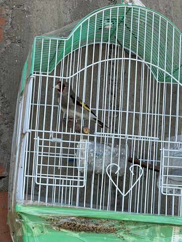 Птицы: Продаю Певчих щеглов 800сом 1шт