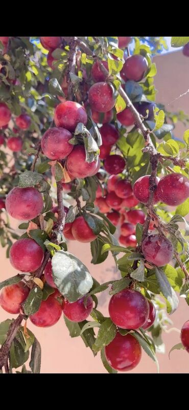 Həyət evləri və villaların satışı: Pirşağı qəs. 2 otaqlı, 90 kv. m, Yeni təmirli — 16