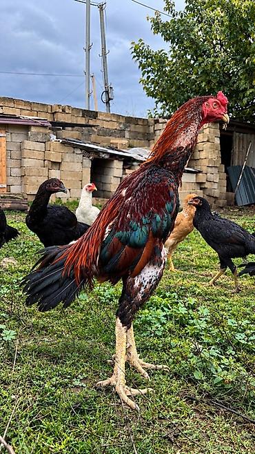 qaz və ordək: Xoruz, Heyratı, il: 1, Ünvandan götürmə, Ödənişli çatdırılma, Rayonlara çatdırılma — 1