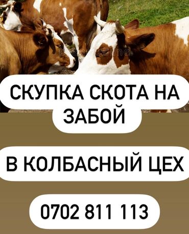 продаю тёлок: Куплю | Коровы, быки, Лошади, кони | Любое состояние, Забитый, На забой, на мясо