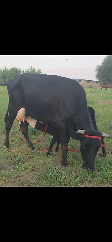 Inəklər, öküzlər: Süd inəyi bala ilə birlikdə - Cins: qara rəngli süd tipli inək — 10