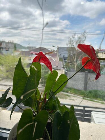 Продажа квартир: 1 комната, 51 м², 2 этаж — 10