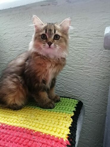 шотландская прямоухая кошка цена: Скотиш Страйт (Шотландская прямоухая), 3 месяца, Мальчик, Приучена к лотку, Проглистована, С прививками
