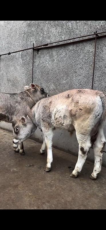 Dana, buzov: Məhsul: Dana balaları (2 baş) Xüsusiyyətlər: - Cins tipi: yerli -da lalafo.az — 9 Dana, buzov: Məhsul: Dana balaları (2 baş) Xüsusiyyətlər: - Cins tipi: yerli — 9