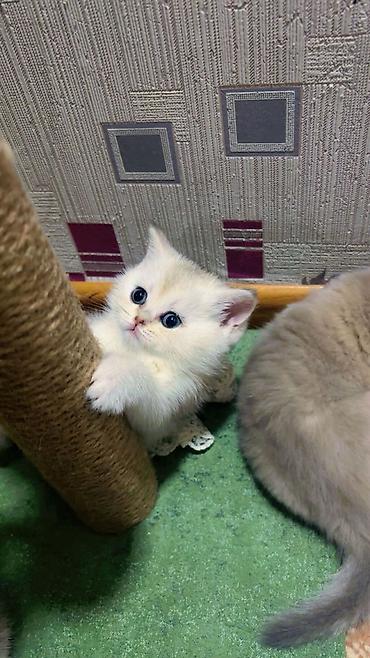 Pişiklər: Britan — 2