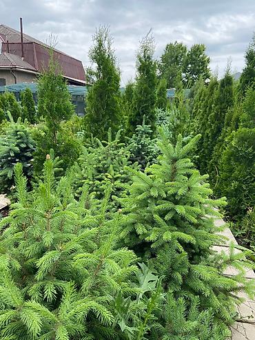 Туя: Продаем ели, туи, сосны и все виды хвойных растений! 🌲✨ Мы выращиваем — 6