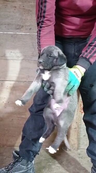 İtlər: Kanqal, 2 ay, Erkek, Peyvəndli, Rayonlara çatdırılma, Ünvandan götürmə, Ödənişli çatdırılma — 7