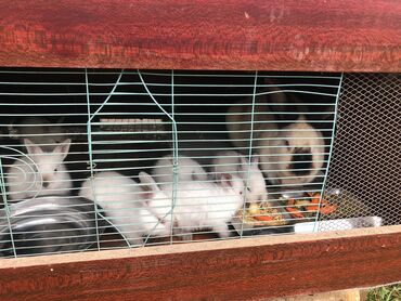 продаю кролики: Продаю | Крольчата | Калифорнийская