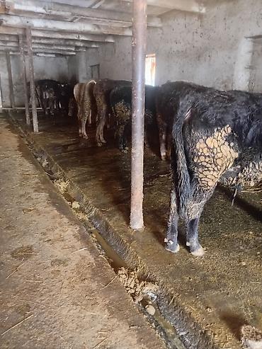 Коровы, быки: Продаю | Бык (самец) | На откорм — 3