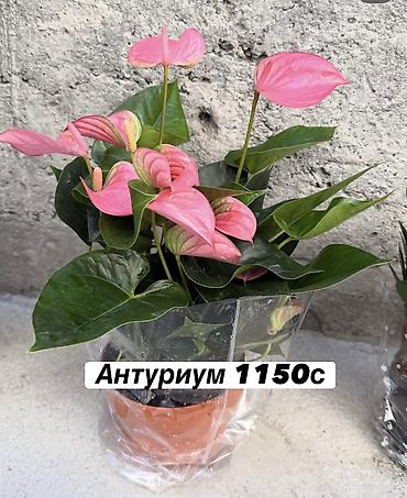 Көк чөптөр жана микро жашылчалар: Комнатные цветы оптом и в розницу — 4