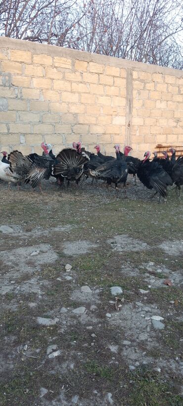 Hinduşka: Məhsul: Hinduşka sürüsü Təsvir: 8 ayliq tam sağlam kəsimə yararlı — 4