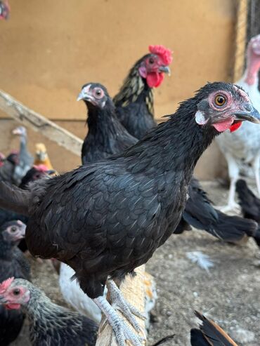 ара попугай цена: 🐣Продаю декоративные карликовые породы кур и петухов! Отличные