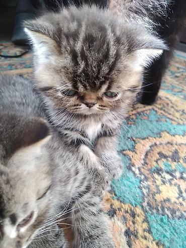 Продажа кошек: Шотландские котята. 1,5 месяца. 2 девочки, мальчик на брони — 5