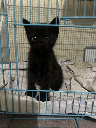Животные: Отдаем породистых котят в добрые ручки! мама рэгддол а папа британец — 4