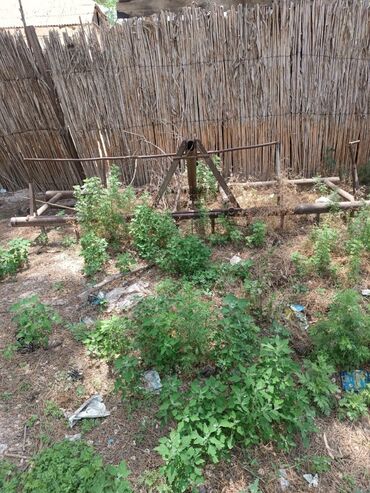 Traktorlar: İdeal vəziyyətdə mator karopqa Alətlərlə bir yerdə satılır hər biri — 11