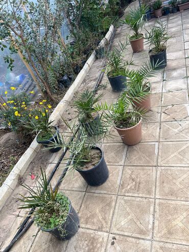 Ağaclar: Bağ bitkiləri – dekorativ ağac və kol sortları - Tulpan Maqnoliya — 15