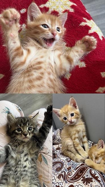 рыжая кошка: Кошка даром: Беспородная, 1 месяц, Мальчик, Приучена к лотку — 2