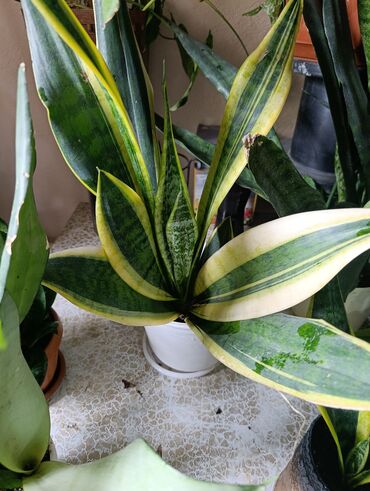 Драцены и Сансевиерии: Сансевьерии (сансевиерия цилиндрическая и полосатая/вариегатная) в — 8