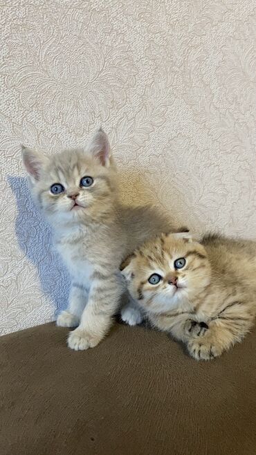 Кошки: Золотая шиншилла, Самка, Самец