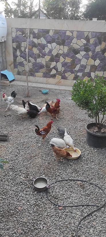 ucuz quşlar: Toyuqlar yeni yumurtaya düşmüş cavan ferelerdi damazlıq saxlamaq üçün — 1
