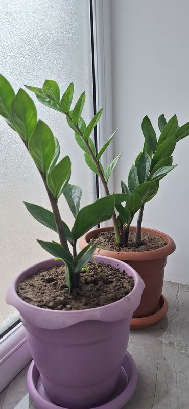 otağ qapisi: ZZ bitkisi (Zamioculcas zamiifolia) – qapalı məkanlar üçün dekorativ