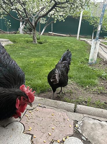 Куры, петухи: Продаю | Петух | Для разведения — 10