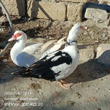 Ördəklər: Öz heyvanlarımdı qiymətləri fərqlidi çəkisinə və cinsinə görə — 4