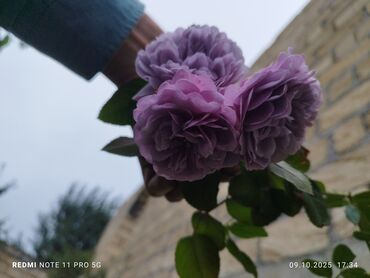 Şitillər: Məhsul: Bağ bitkiləri və meyvə fidanları seçimi - Hibiskus (Rose of — 91