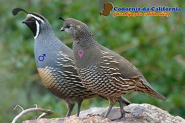 продаю перепелок: Калифорнийские перепела (Callipepla californica), сформированная пара — 2